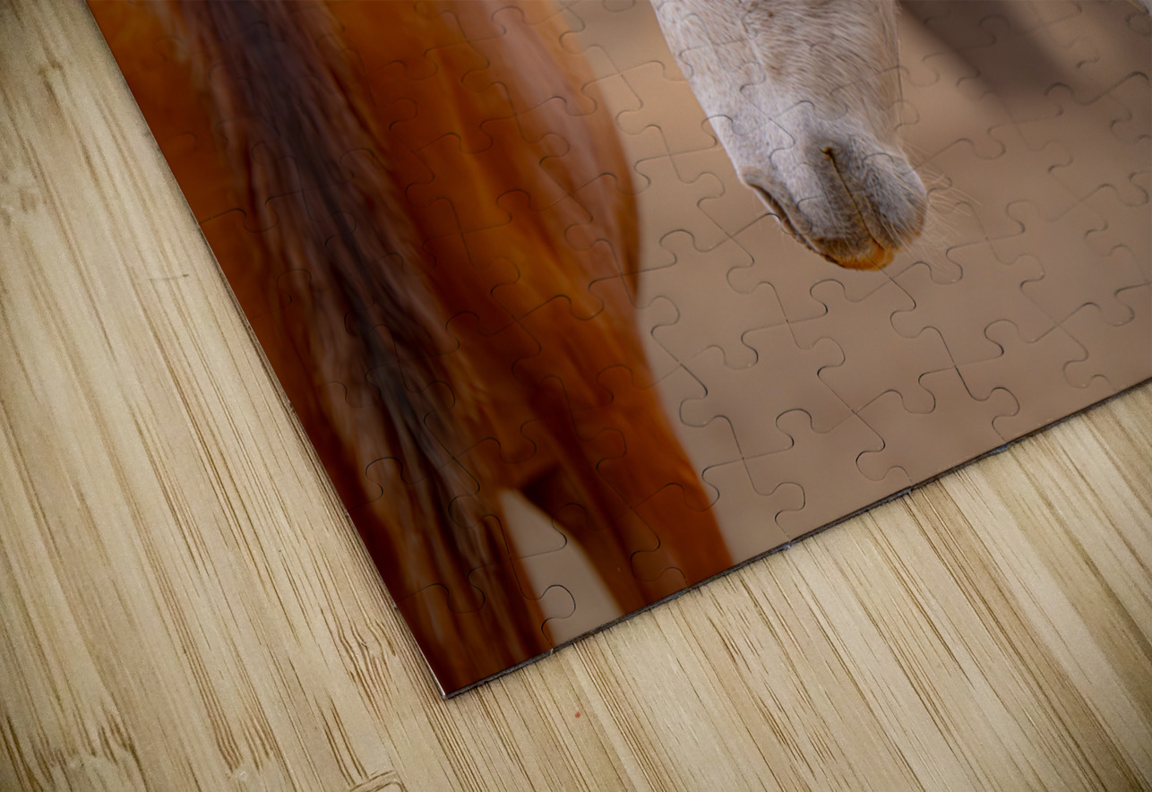 BZ9 4811 Enhanced NR Susan Lynn Cooke Puzzle