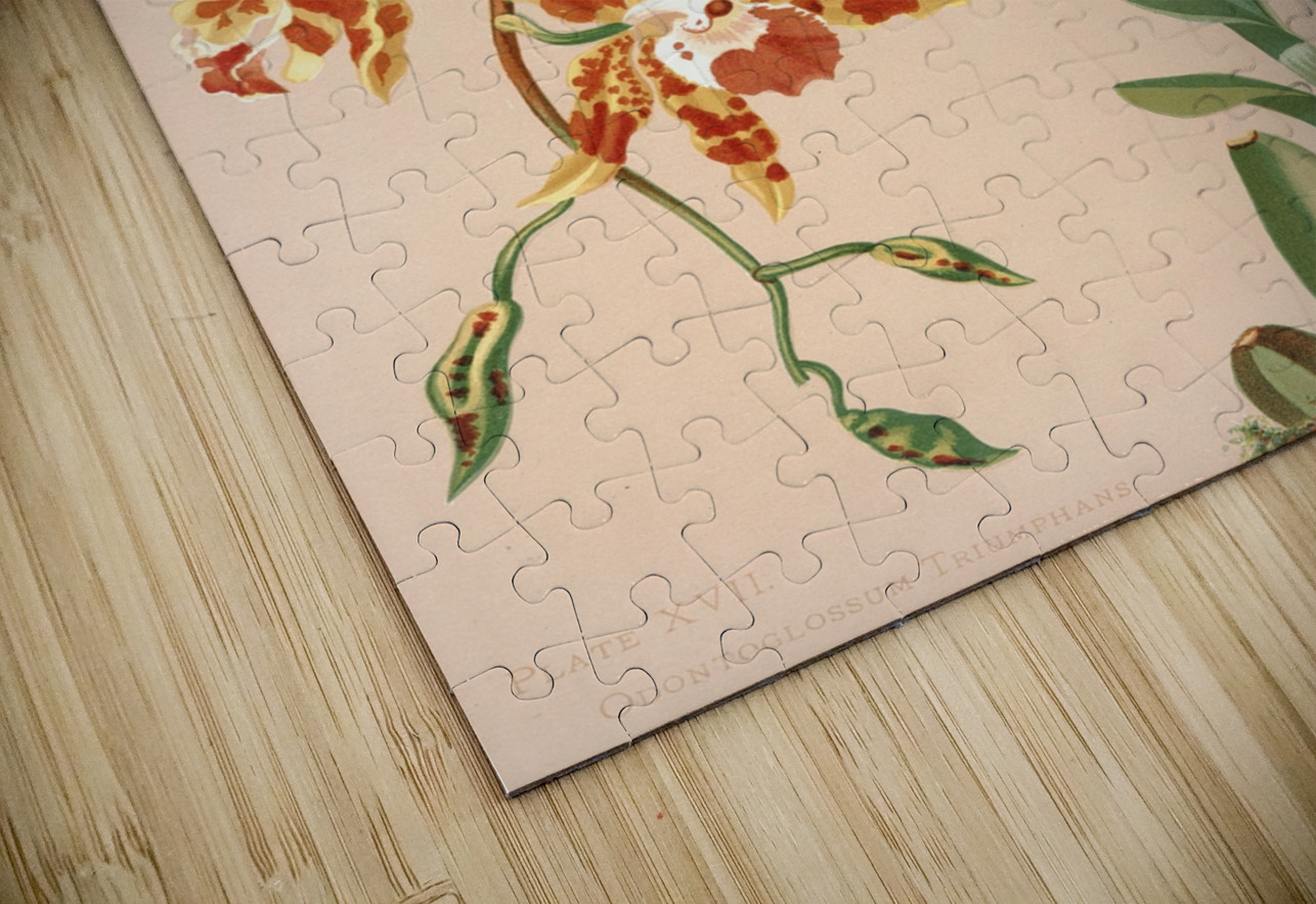 Odontoglossum Triumphans [1885] by Harriet Stewart Miner [1840–1895] MyCozyFineArt Puzzle