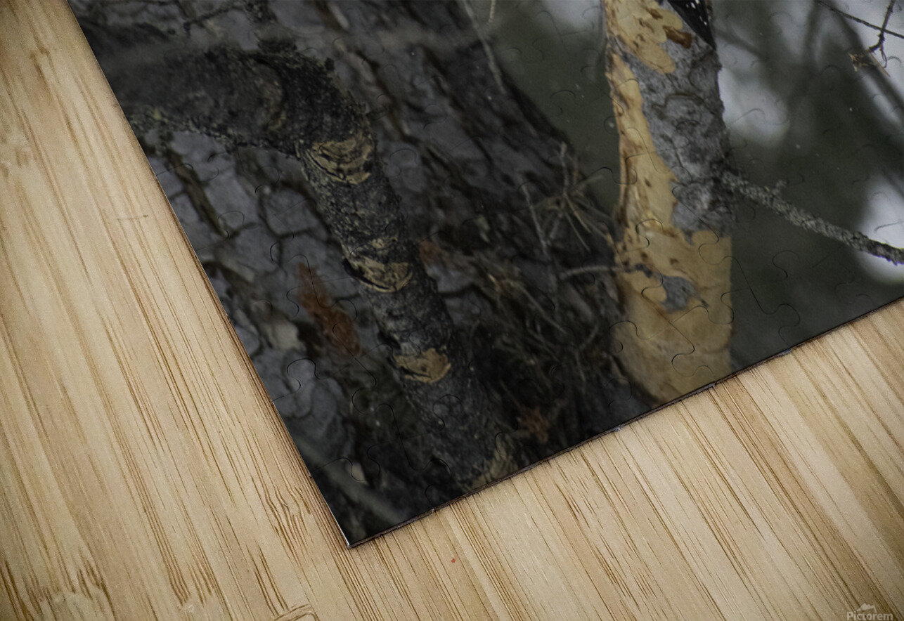 DSC 8012 Paul Radoicich Puzzle