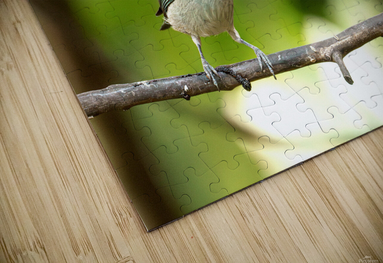 Stilpnia vitriolina AvistarColombia Puzzle