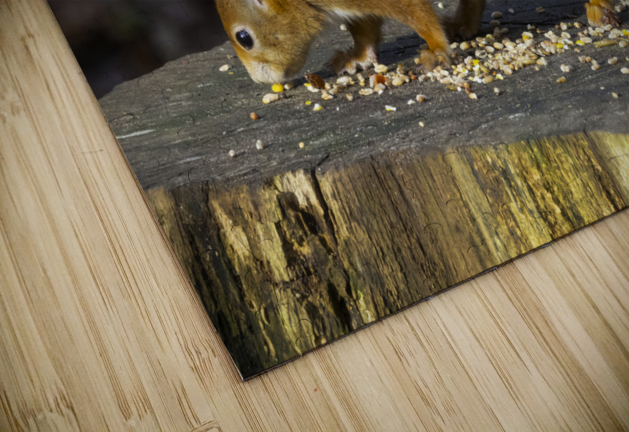 Vibrant Red Squirrel Standing on a Tree Stump in Natural Setting Chris Willemsen Puzzle