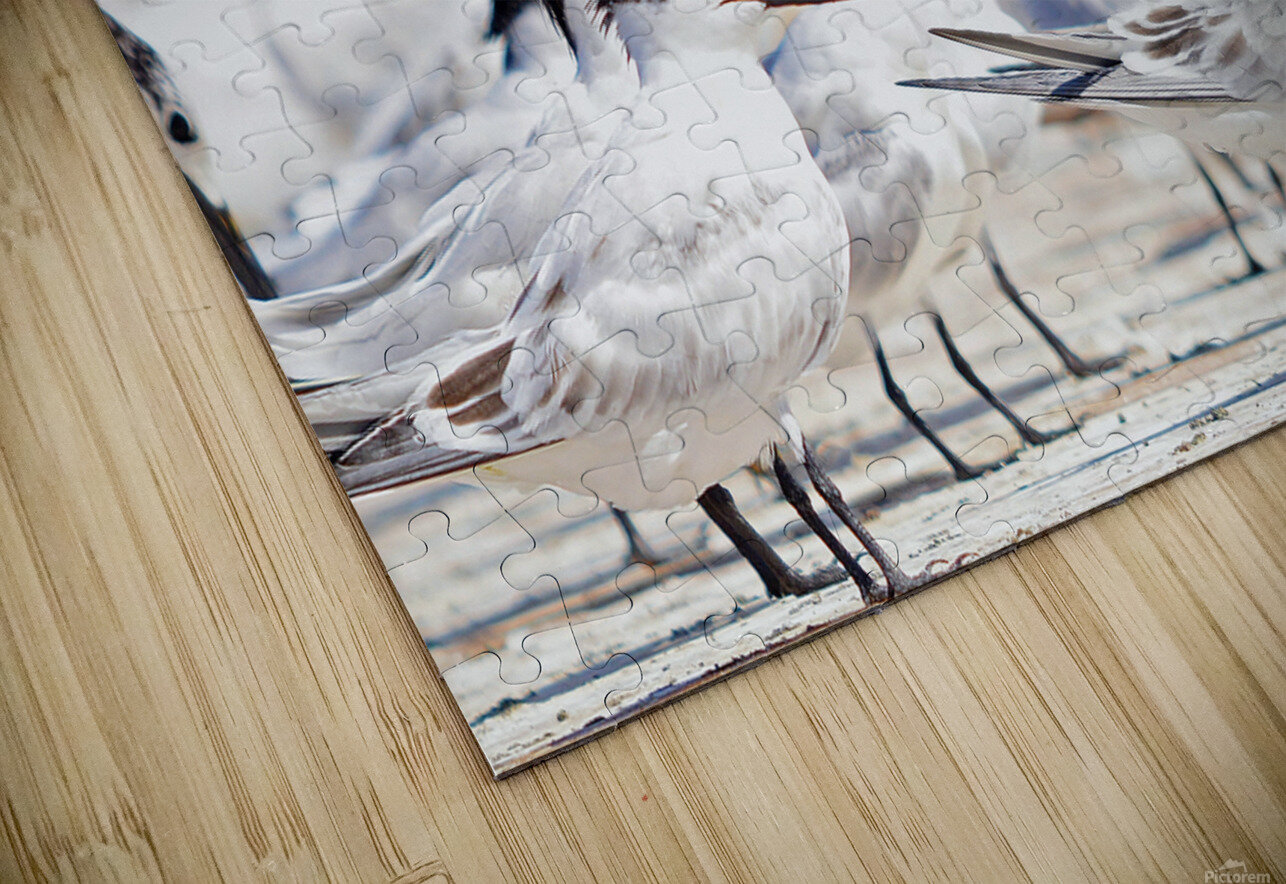 Cabots Terns Wildfly Photography Puzzle