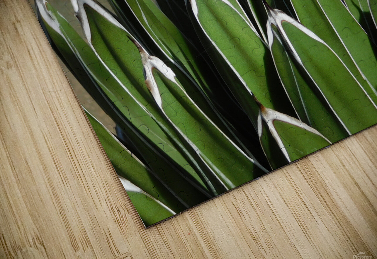 The claws Atlas Tracer Puzzle