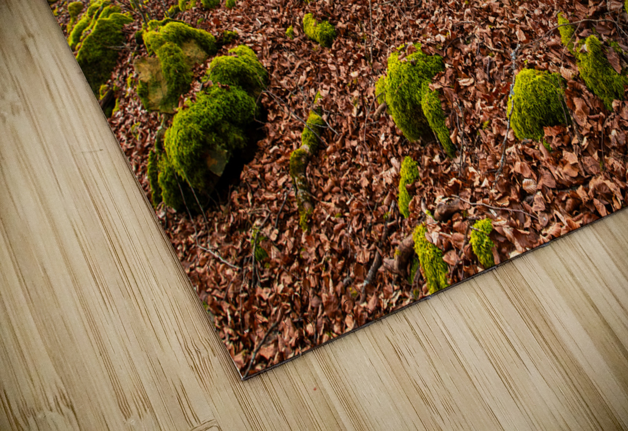 Evening sun reflecting on beautiful moss covered rocks in the forest  caladoart Puzzle