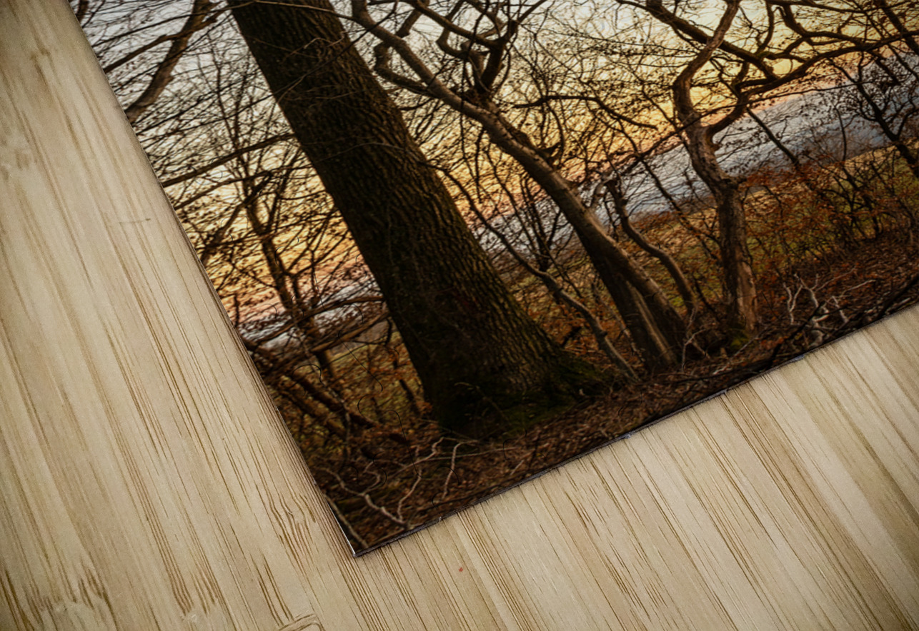 Beautifully shaped tree at the edge of the forest at sunset  caladoart Puzzle