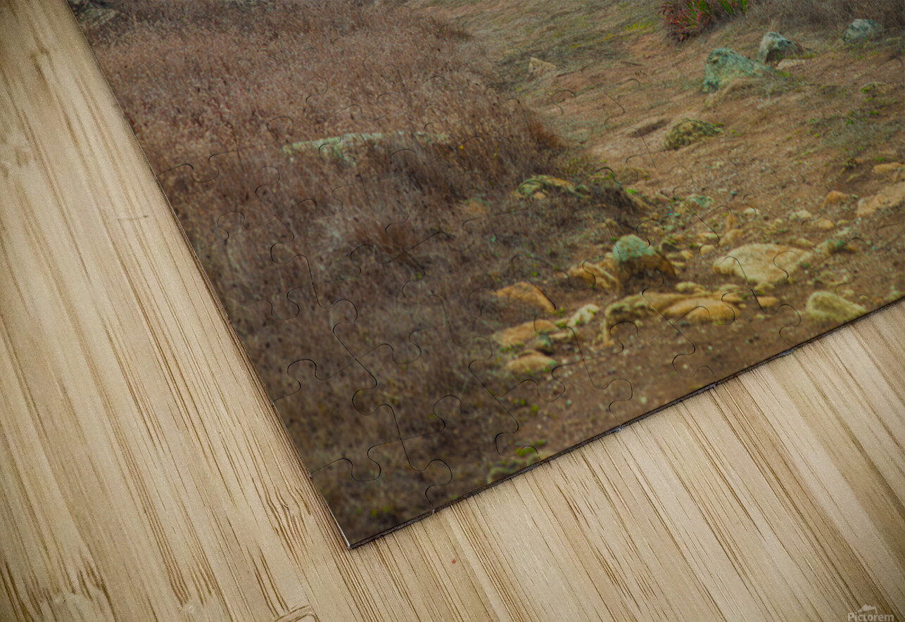 Gull Rock Jesse Goff Puzzle