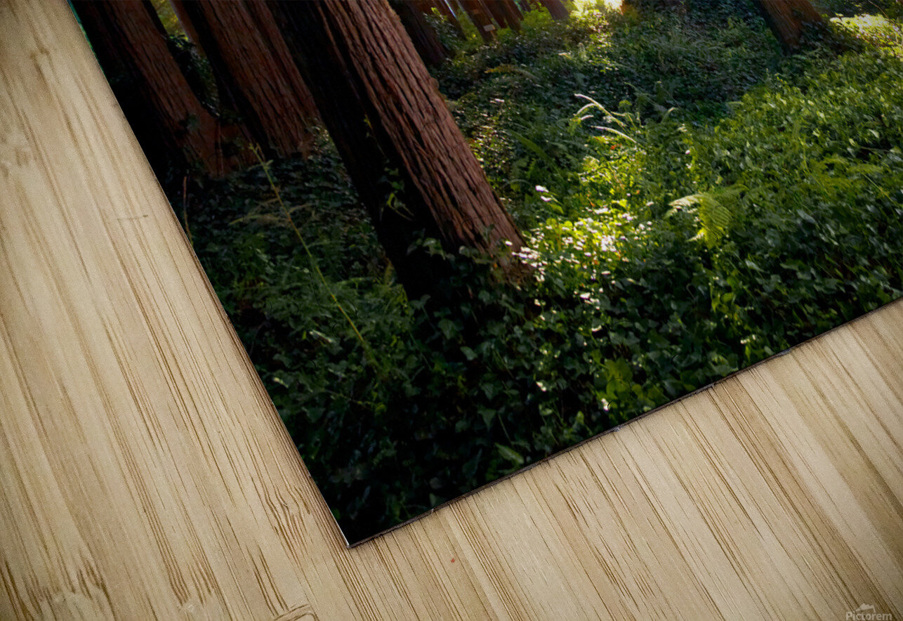 Redwoods Elf I Jesse Goff Puzzle