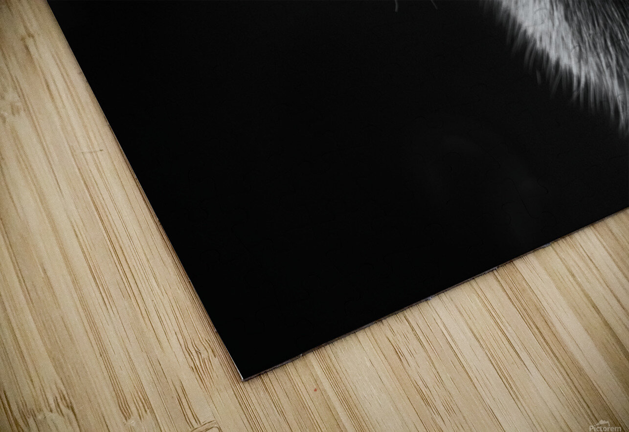 A Symphony of Grace and Charm Tizo Puzzle