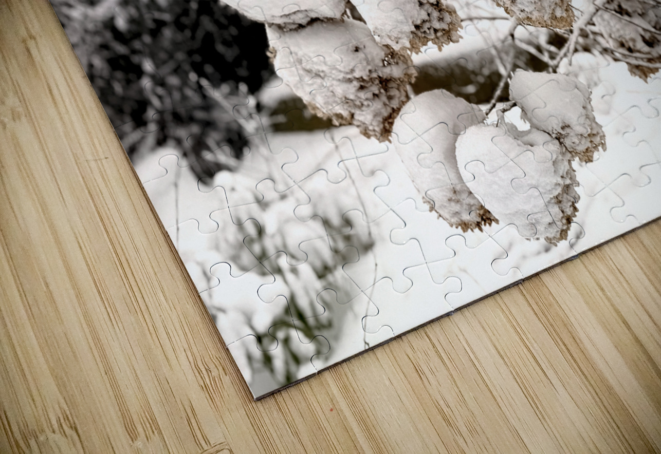 Snowcovered hydrangeas  Photography by Janice Drew Puzzle