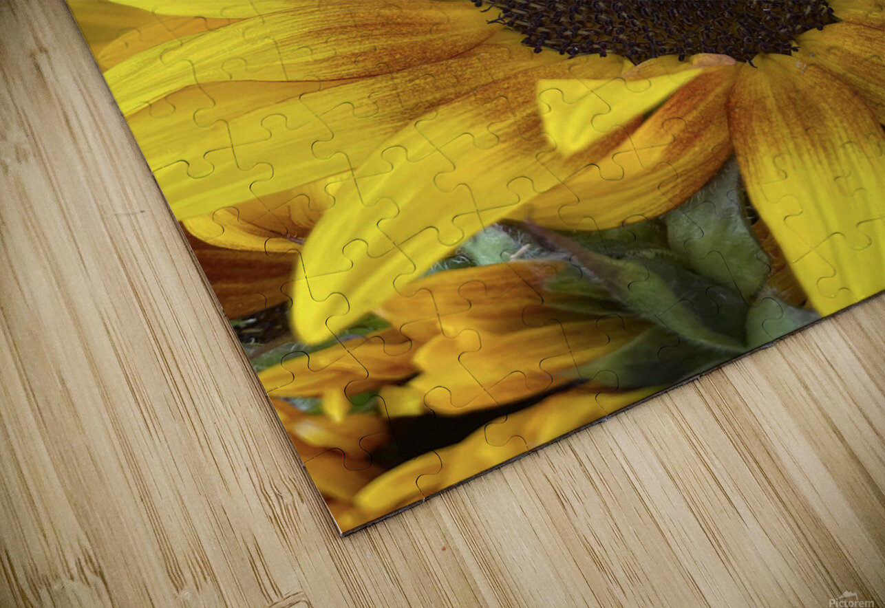 sunflower NatureSnaps Puzzle