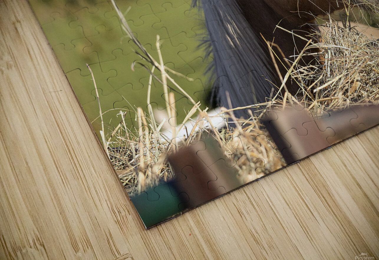 Palomino side eye NatureSnaps Puzzle