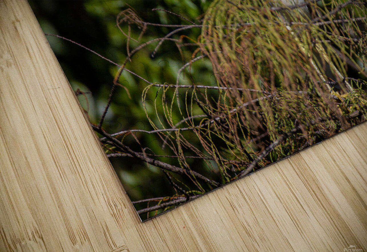 Black crowned Night Heron 9350 Robert Burnett Puzzle