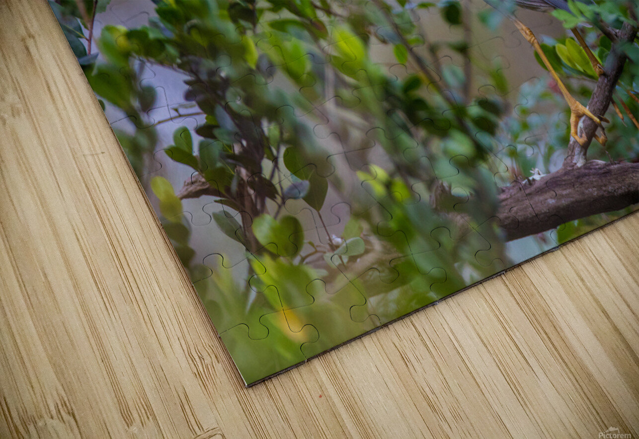 Black crowned Night Heron 9888 Robert Burnett Puzzle