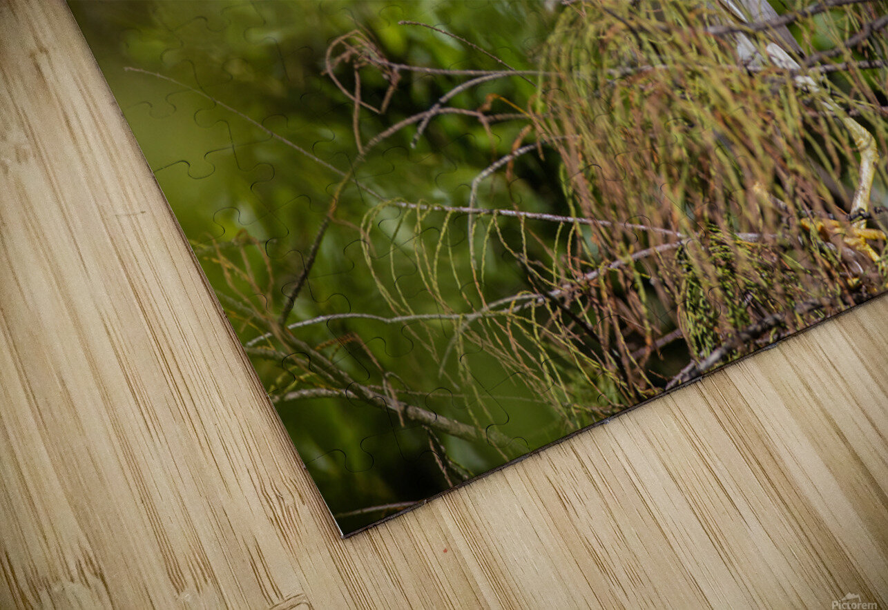 Black crowned Night Heron 9328 Robert Burnett Puzzle