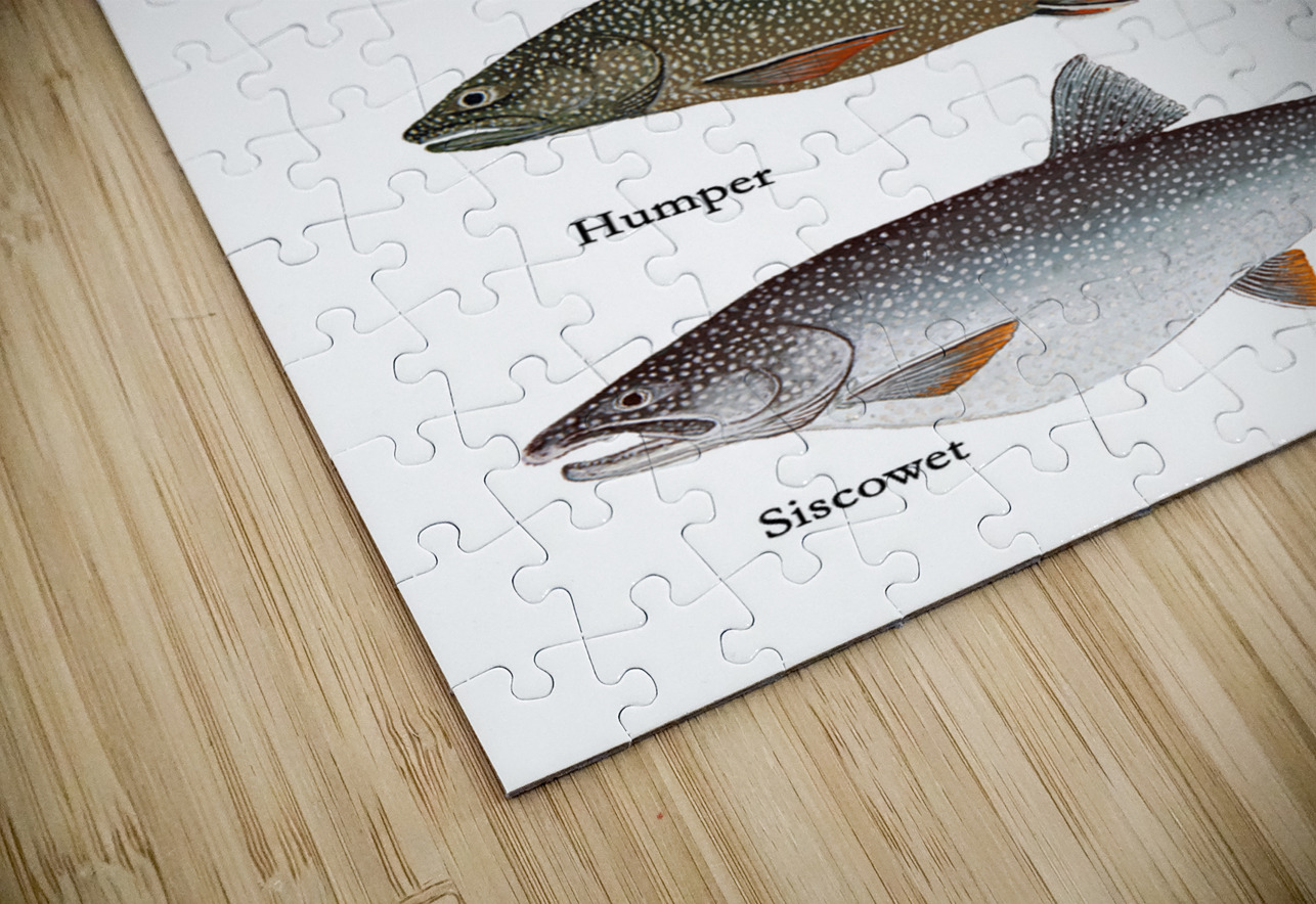 Lake Superior Lake Trout Morphs Painting Stephen Emms Puzzle