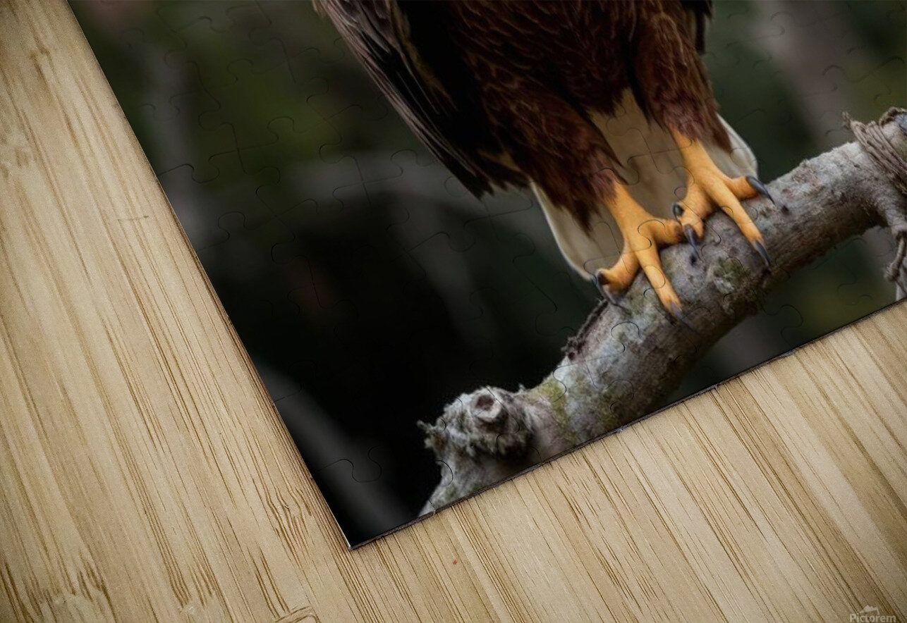 Majestic bald eagle perched gracefully on a branch MasterpiecesonWalls Puzzle