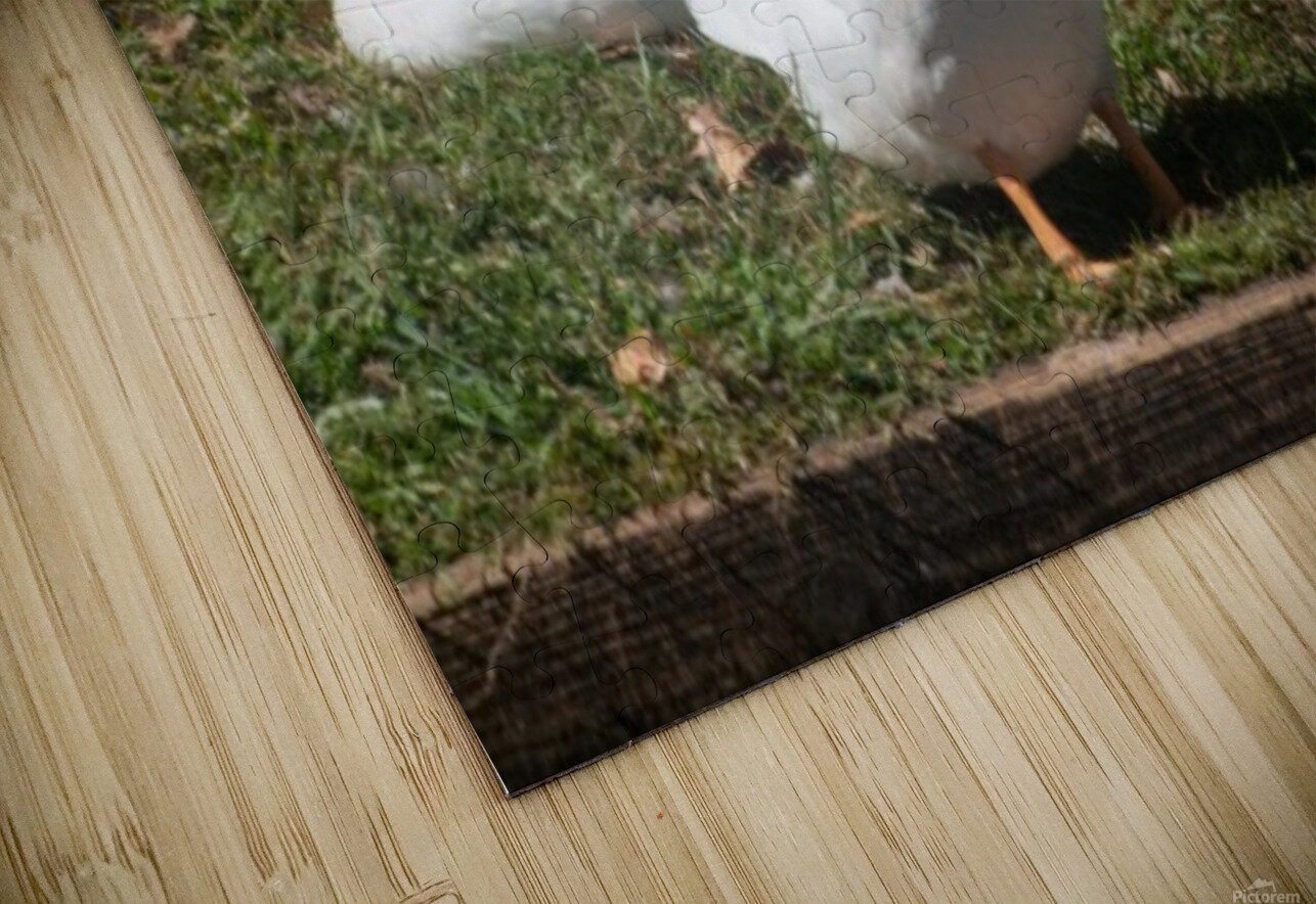 Ducks gathering together discussing Robert Campbell Puzzle