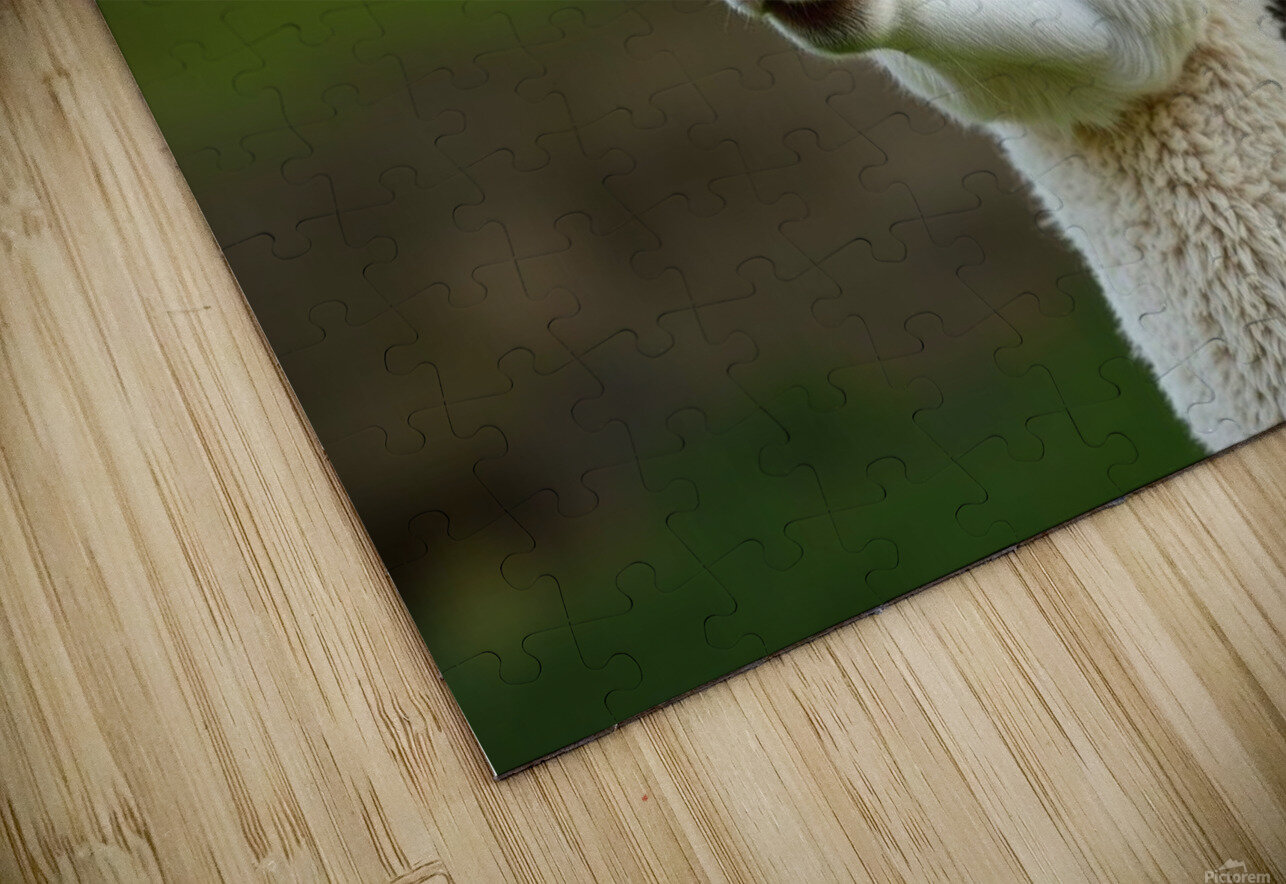 Alpaca with a Funky Hairstyle nor 2020 Puzzle