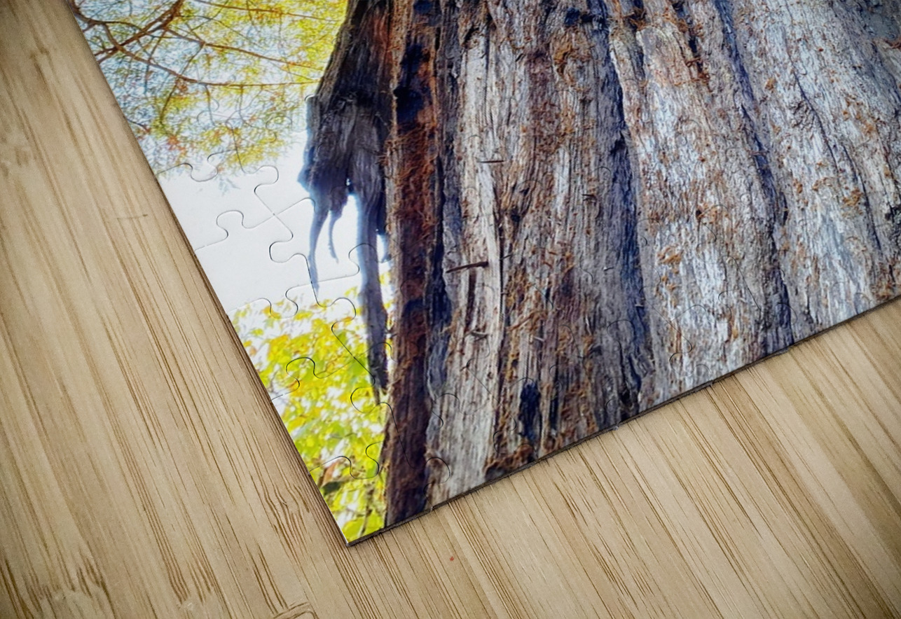 Ancient Redwood Jim Jensen Photography Puzzle