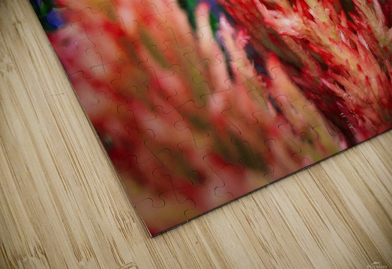 Celosia  Images by Cheryl Lynn Puzzle