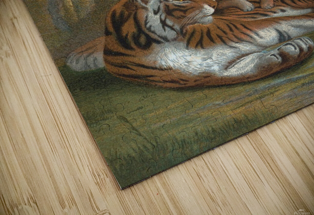 Tiger Illustration Mammal Melds Gallery Puzzle