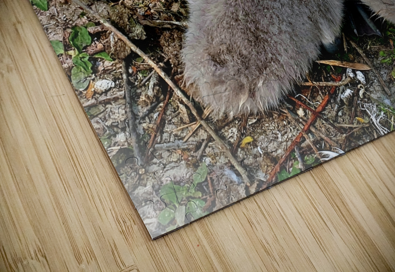 Nestled Together Joelle Wilcock Puzzle