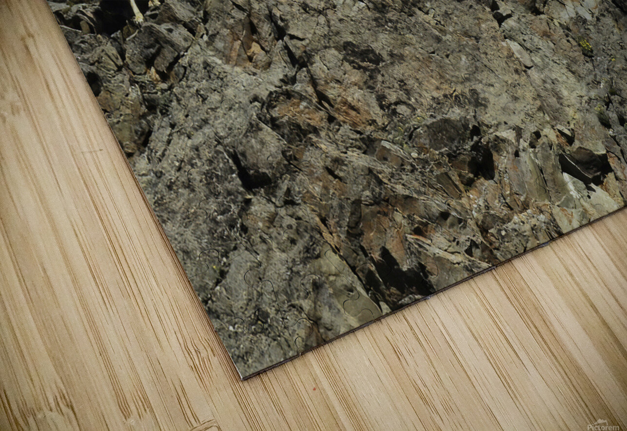 Dall Sheep 1 Wayne Harger Alaska Puzzle