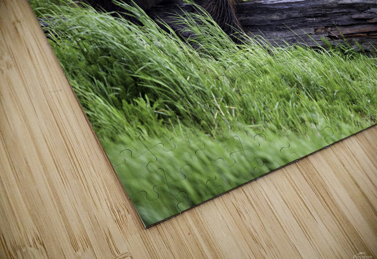 Brown Bear Wayne Harger Alaska Puzzle