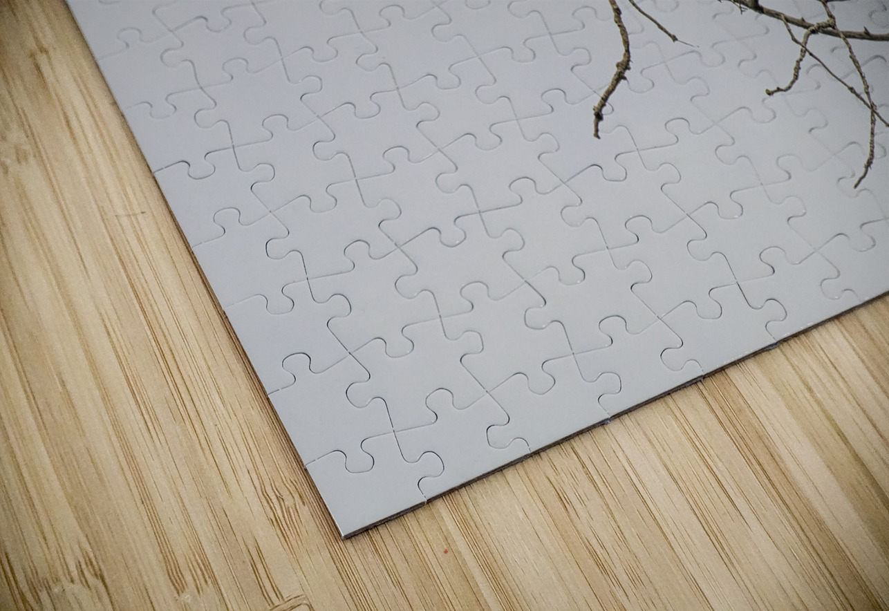 FS250209 AN EAGLE ON TREE CT2 FOTOSQUARES COM Puzzle