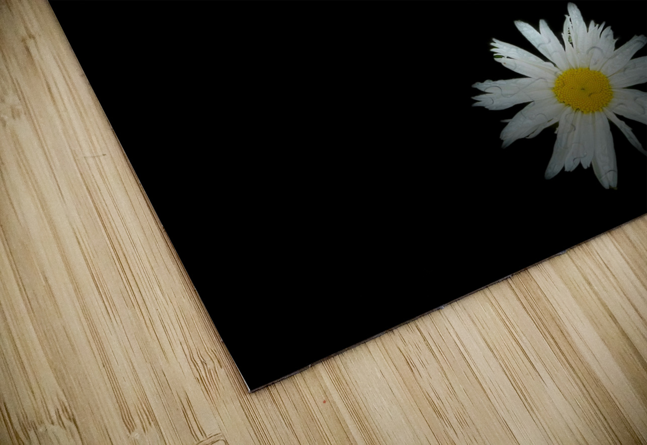 Portraits of Plants-Daises Out of Darkness Catriona Roberts Nature Photography and Designs Puzzle