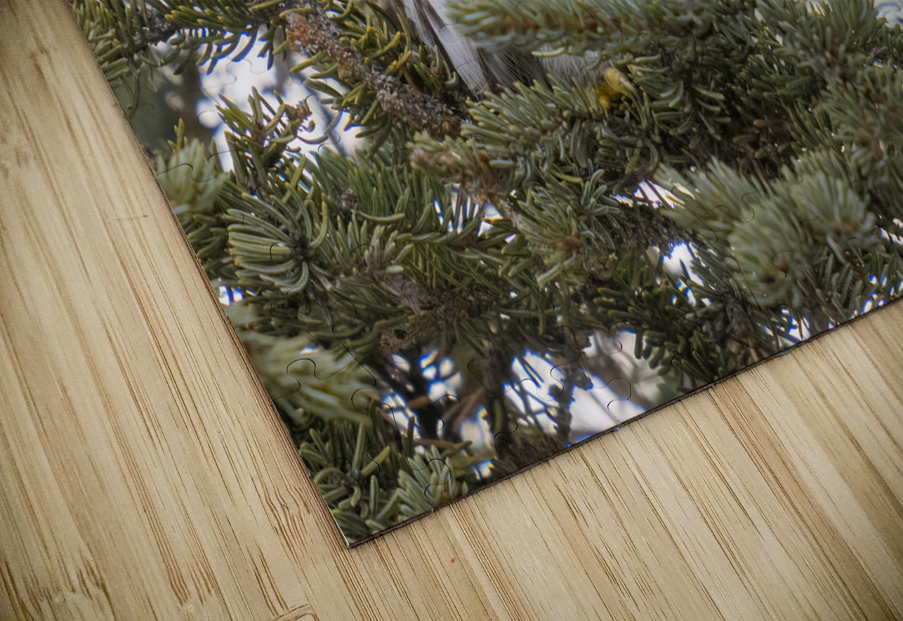 Northern Pygmy Owl 7469  Ken Anderson Photography Puzzle