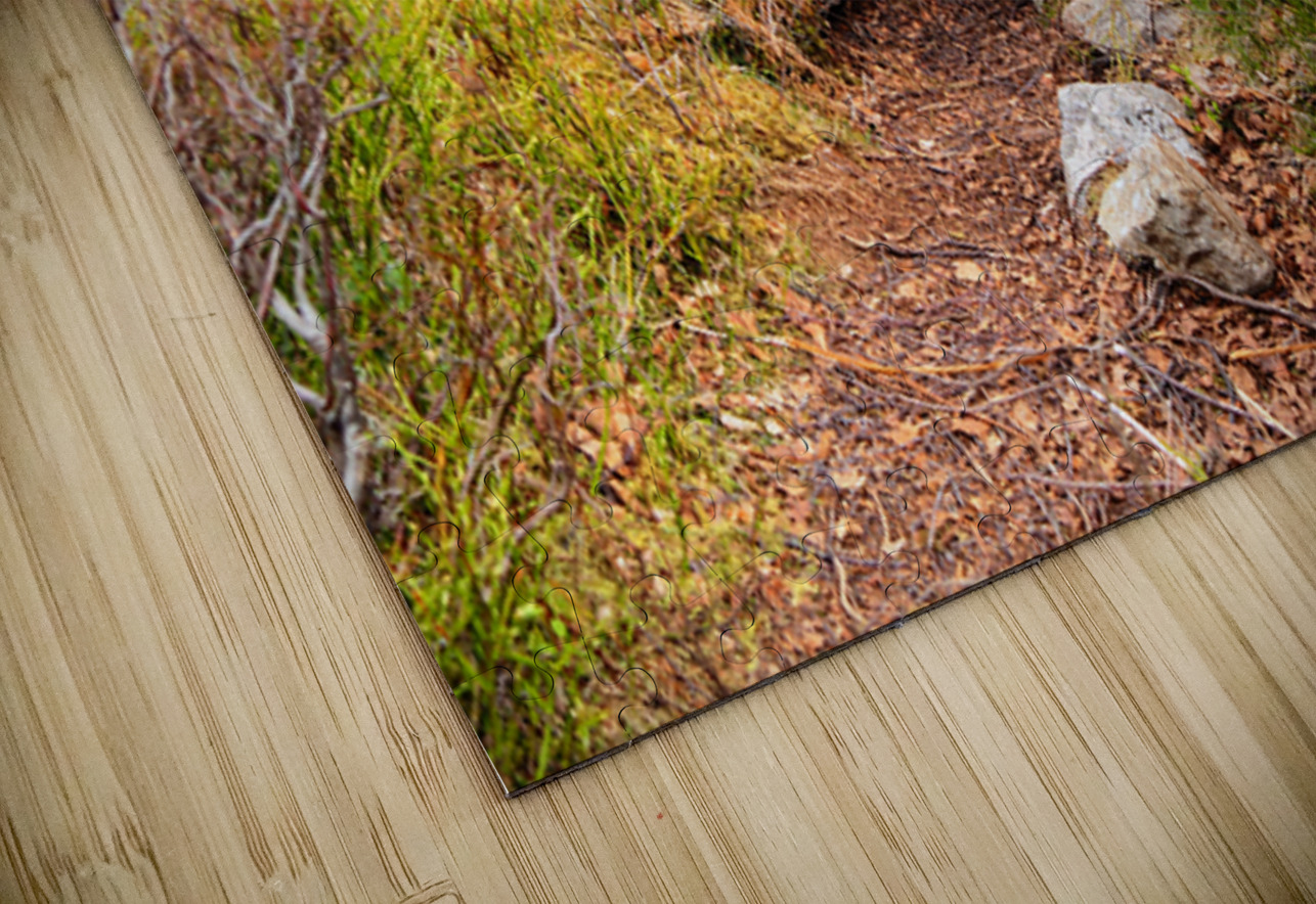 Spring Nature Trail Through The Scottish Highlands                                                                                                                    Catriona Roberts Nature Photography and Designs Puzzle