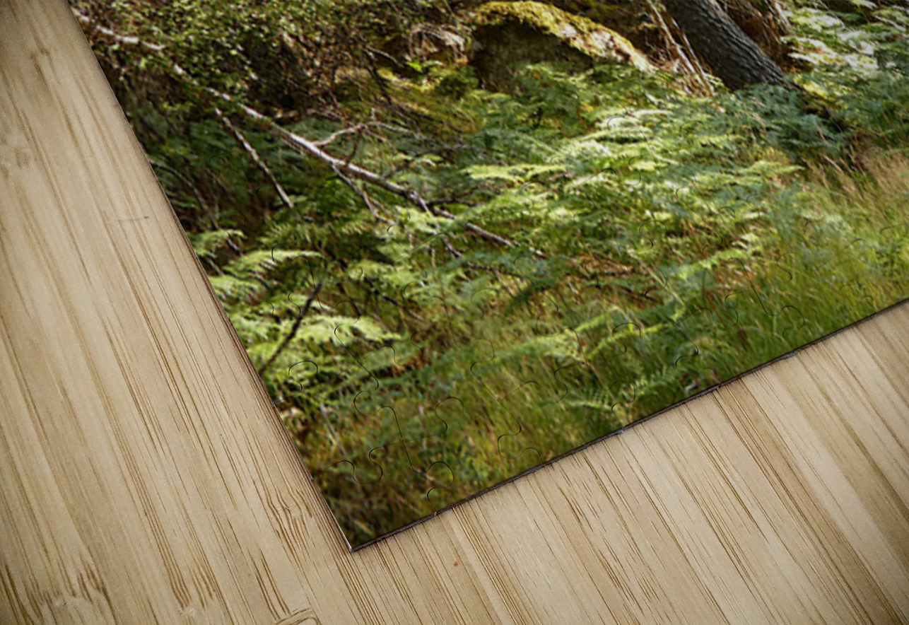 Scottish Highlands Summer Ferns in the Forest Catriona Roberts Nature Photography and Designs Puzzle