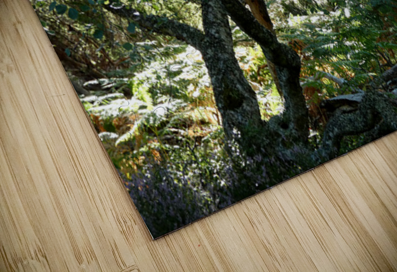 Scottish Highlands Mystical Birch Forest Catriona Roberts Nature Photography and Designs Puzzle