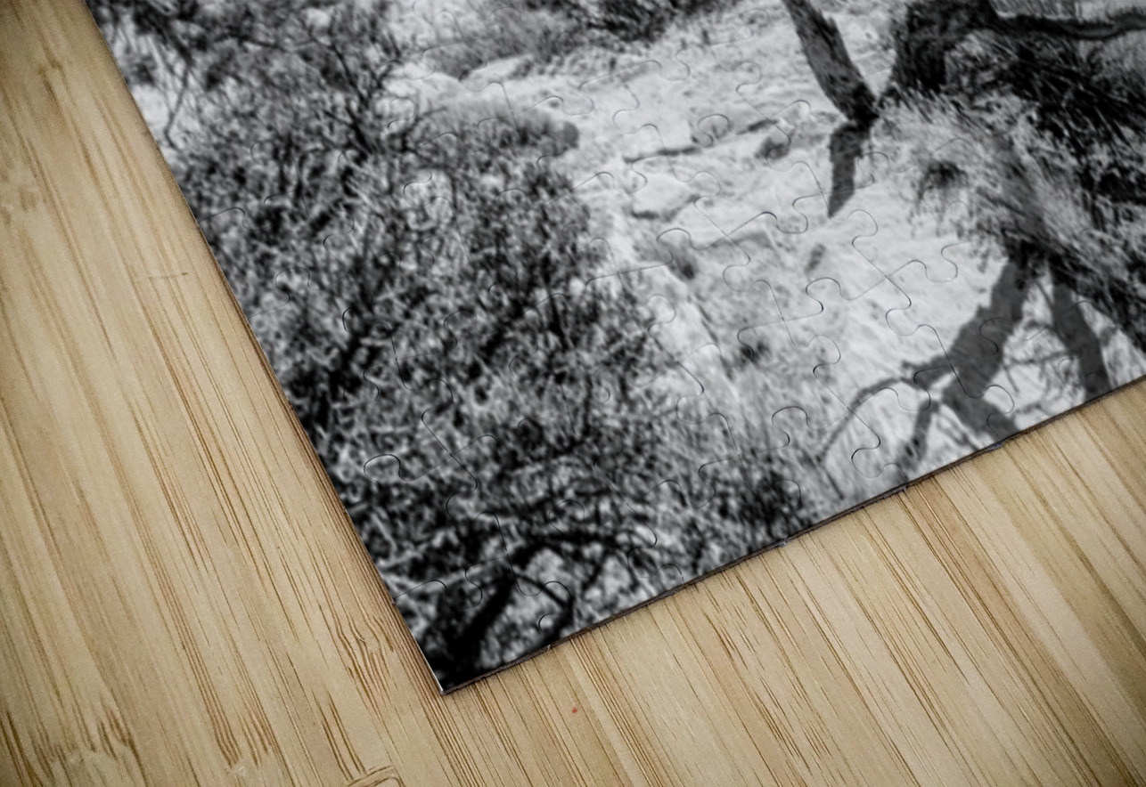 Crooked Tree At Spider Rock Grayscale Jennifer White Puzzle