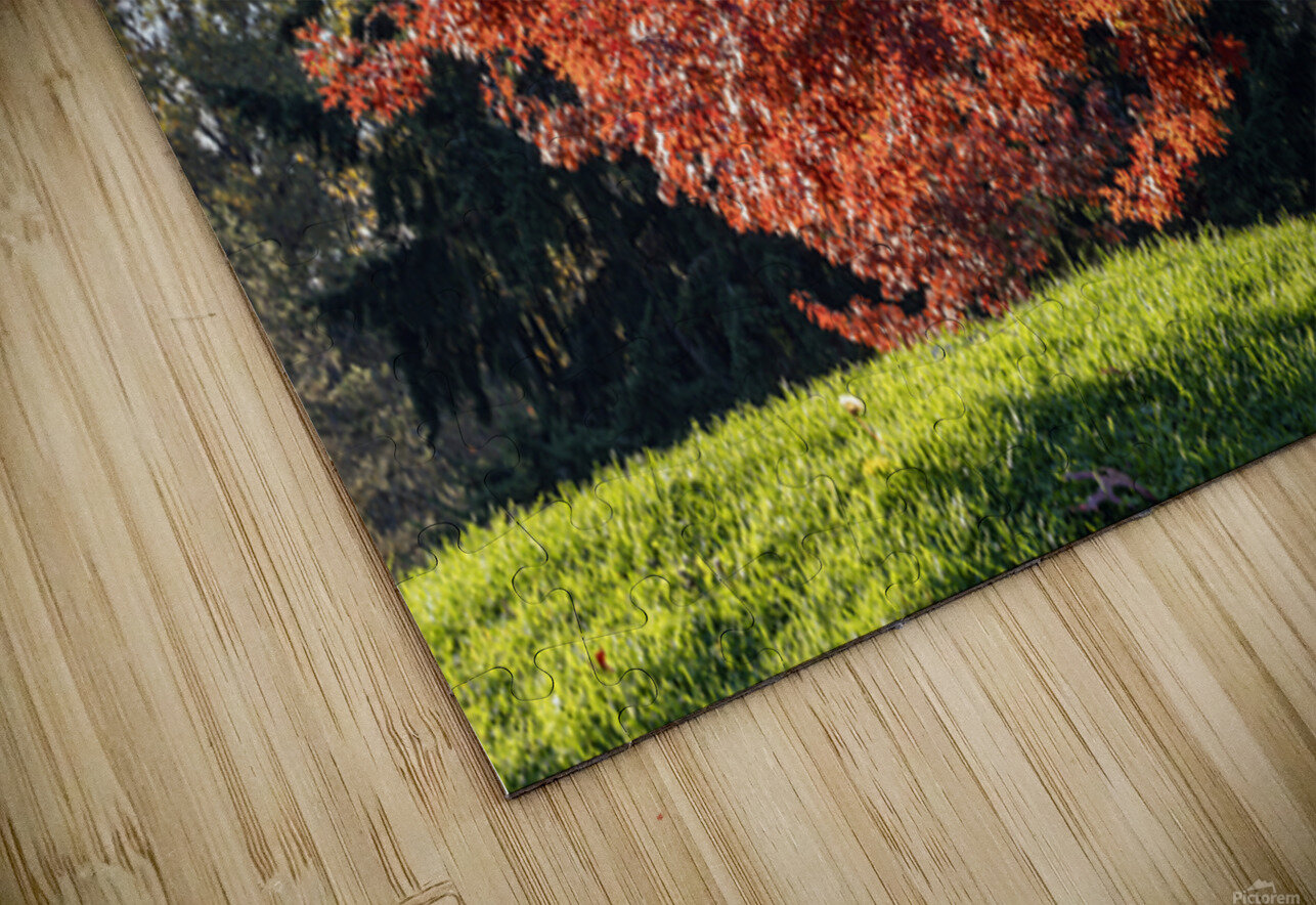 Backlit tree with fall foliage Lisa von Biela Puzzle