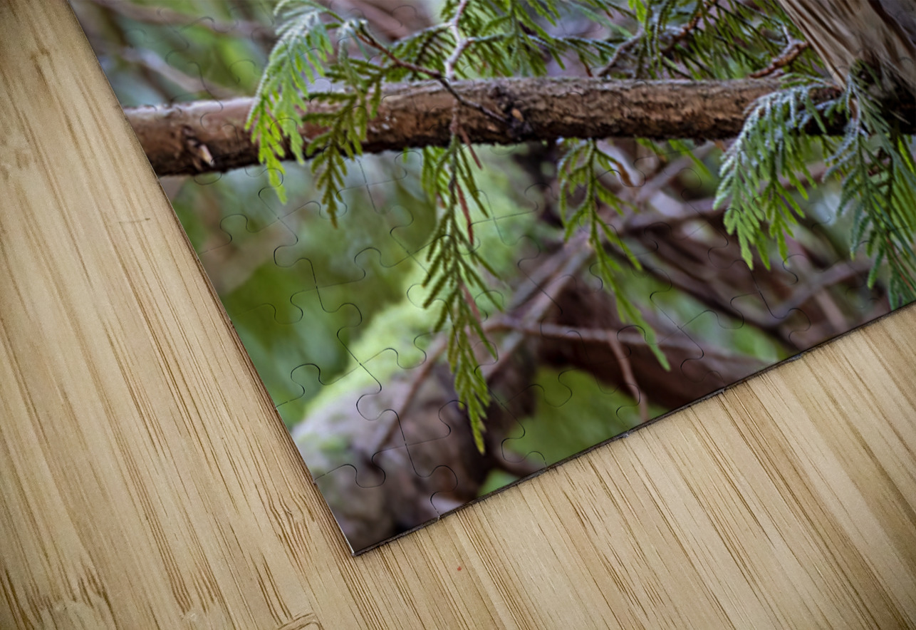 Barred Owl face forward perched in tree Lisa von Biela Puzzle