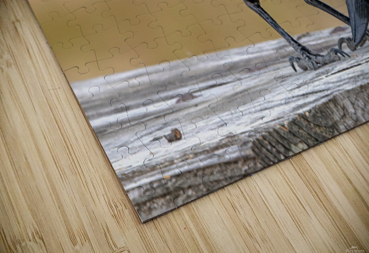 American Crow bending over for crumbs Lisa von Biela Puzzle