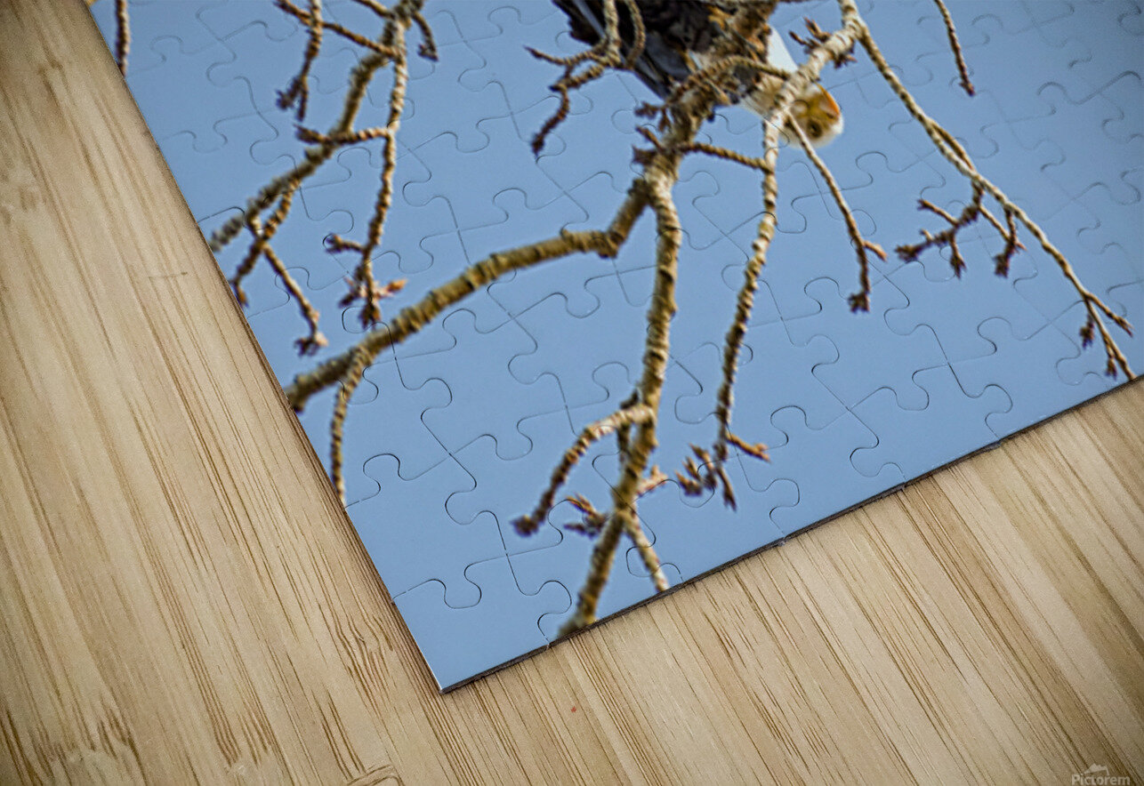 Bald Eagle pair looking into each others eyes Lisa von Biela Puzzle