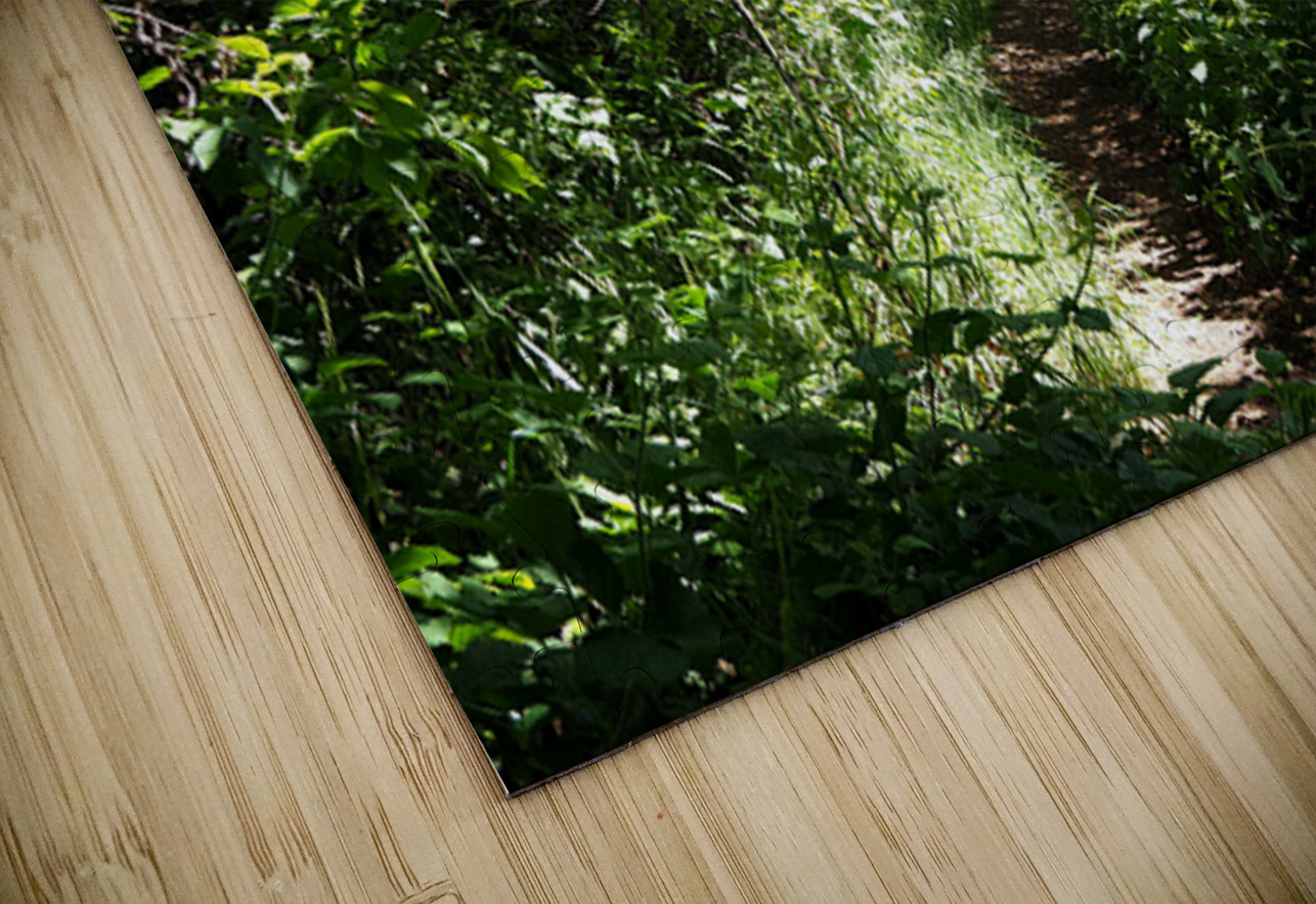 Scottish Highlands Sun Kissed Nature Trail                                                                                                                      Catriona Roberts Nature Photography and Designs Puzzle