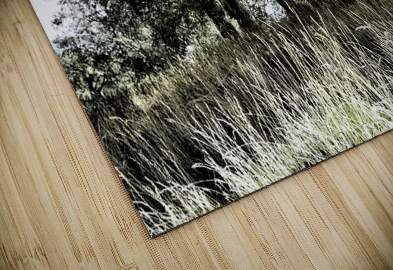 The Summer Birch Trees                                                                                                                       Catriona Roberts Nature Photography and Designs Puzzle
