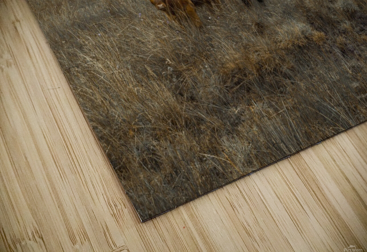 Highland Cows Assaf Frank Puzzle