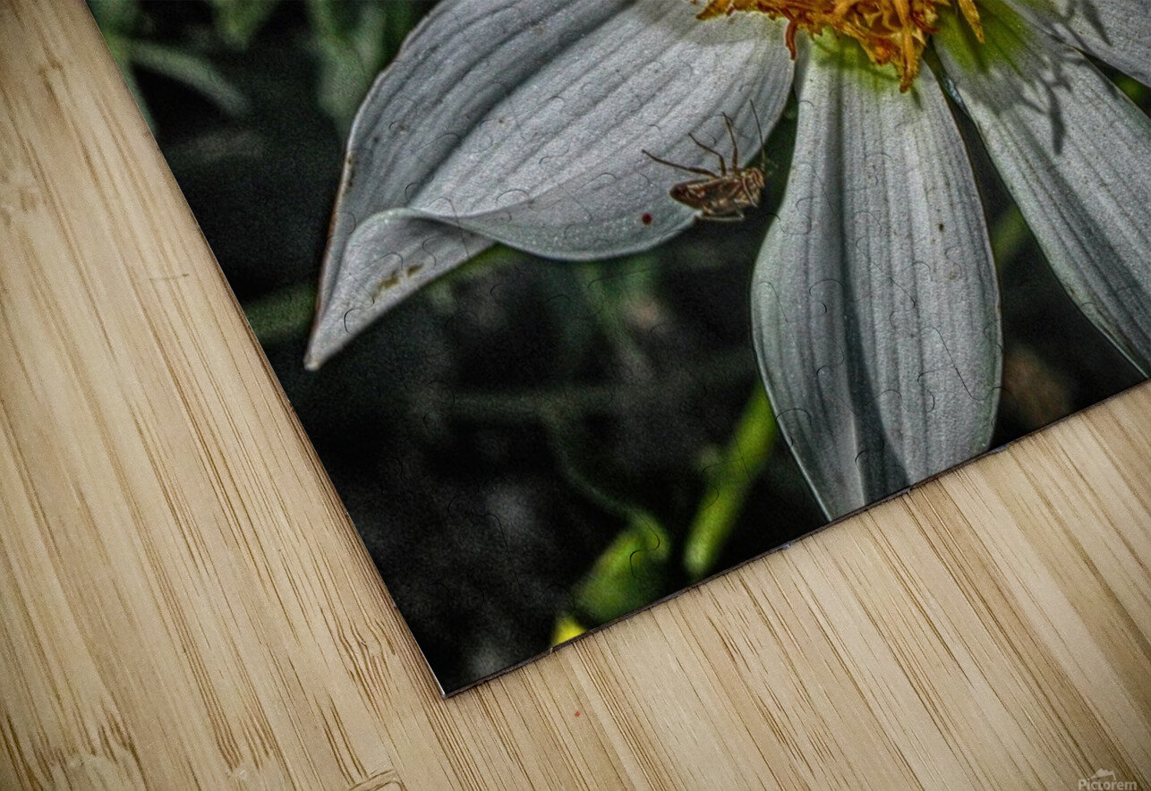 bees Eugene Rosenthal Puzzle