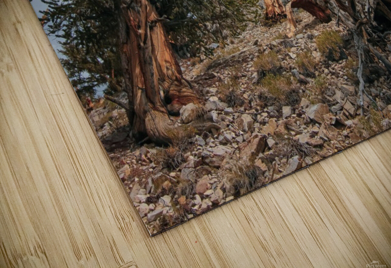 To The Top Nicholas Puzzle