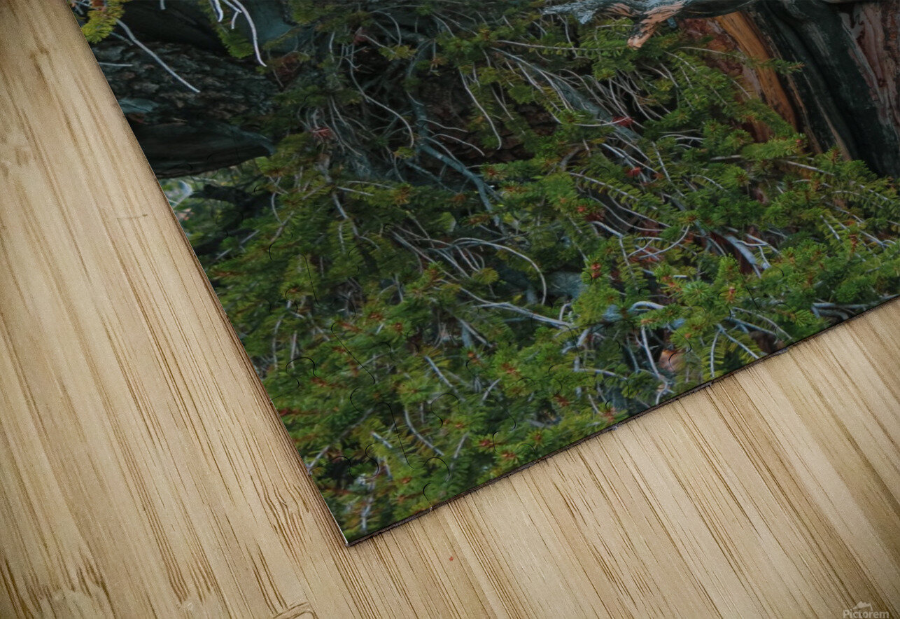 Gnarls Nicholas Puzzle