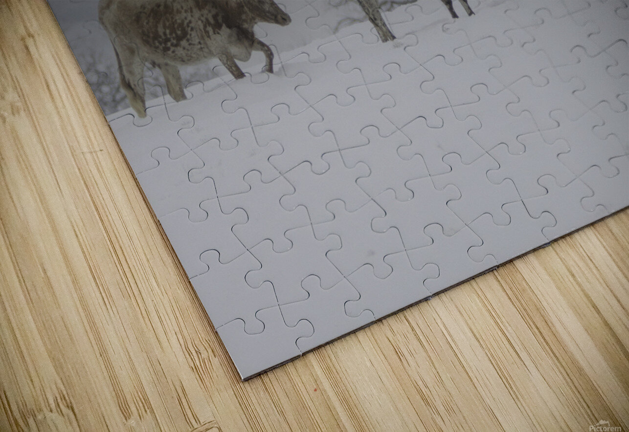 Longhorns Susan Diann Photography Puzzle