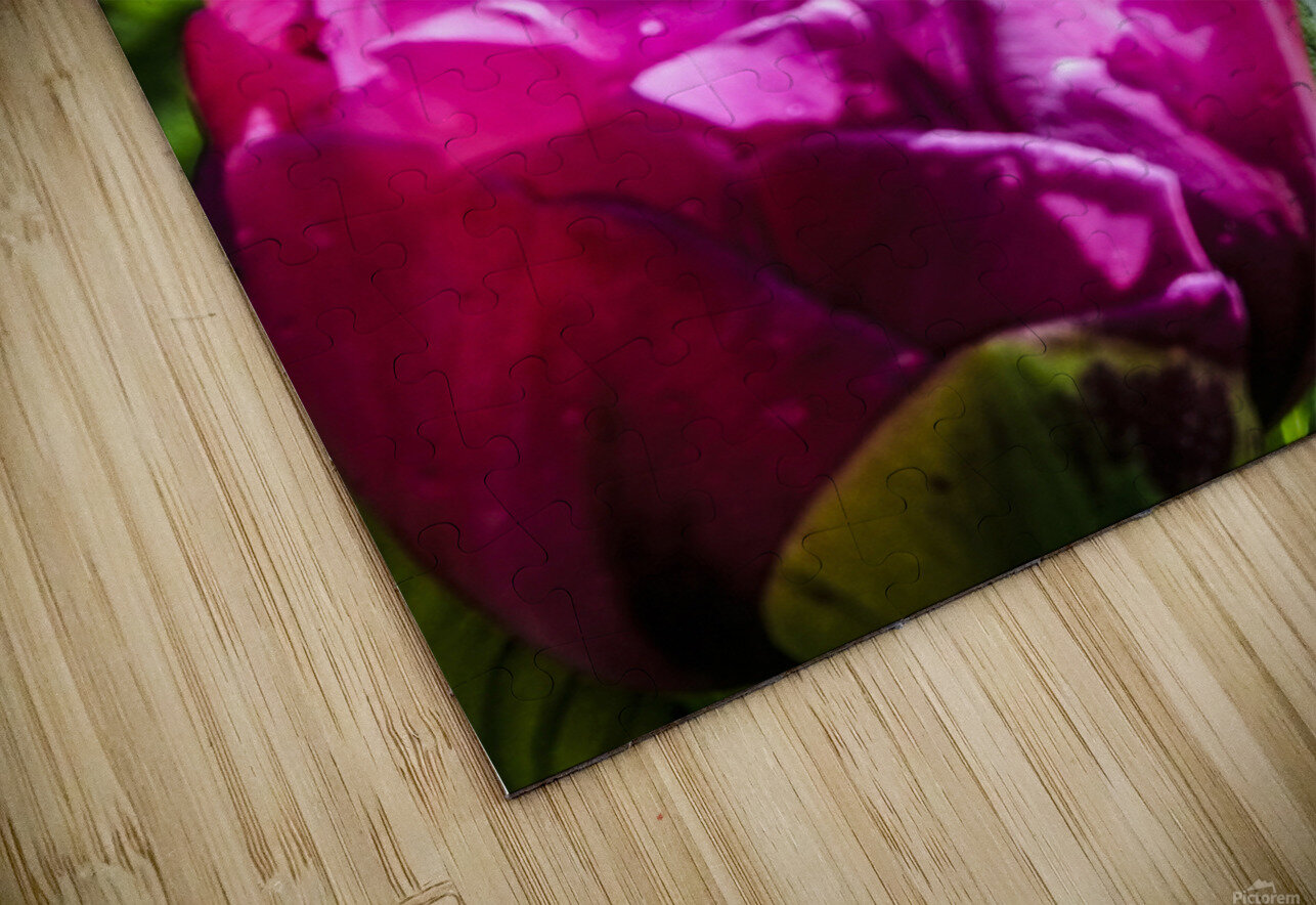 Super Closeup Spring Tulip Flowers from Keukenhof in the Netherlands 21 of 36 360 Studios Puzzle