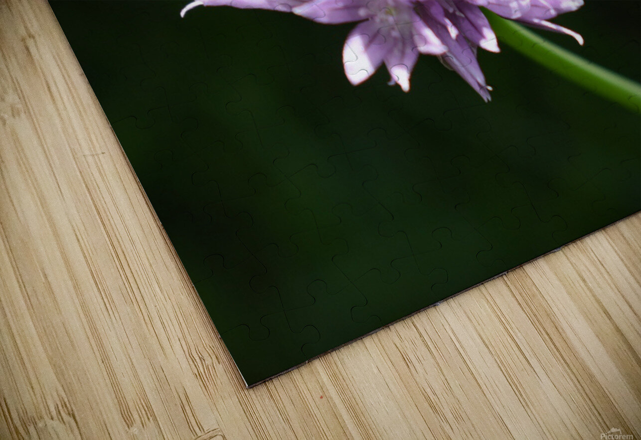 2BC7E26E 33D0 4A16 85B3 9CBF018D417E Carlotta Kay Blanc Puzzle