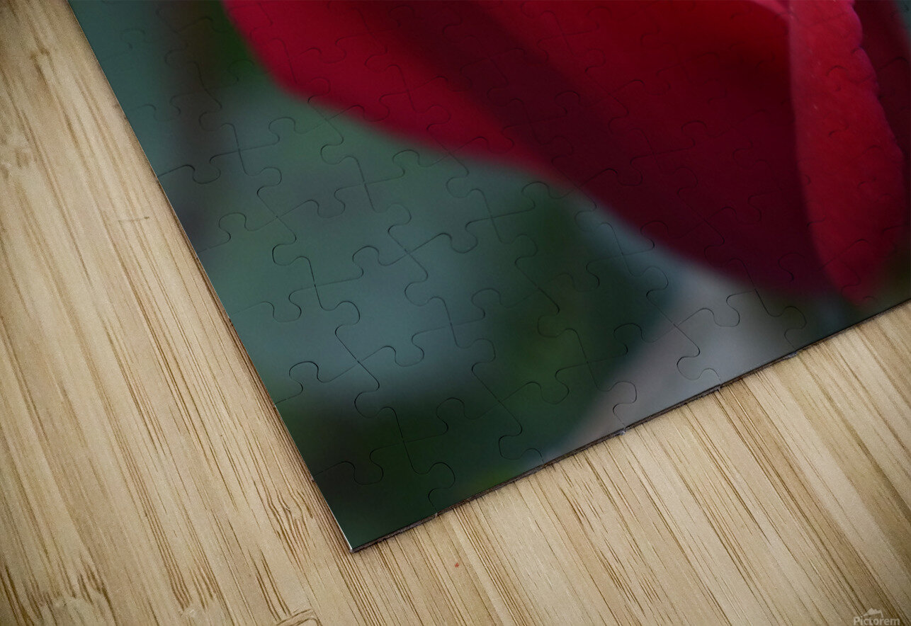 22EA81AB 4C66 4EBB B39D BE8151FCD829 Carlotta Kay Blanc Puzzle