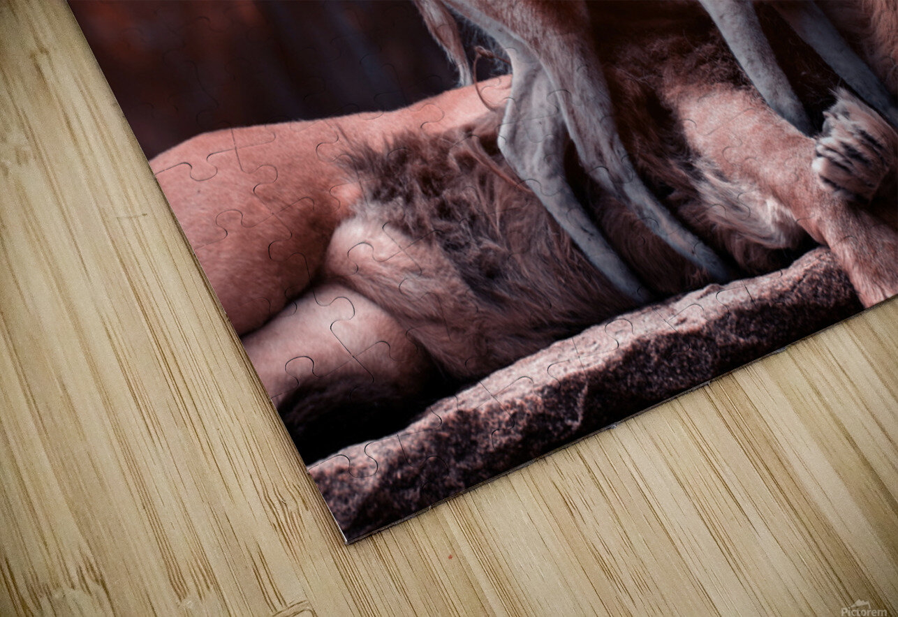 lion and deer Vibrant Canvases Puzzle